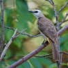 Bulbul zlutority - Pycnonotus goiavier - Yellow-vented Bulbul o0404